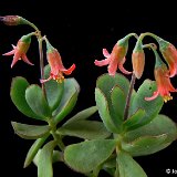 Cotyledon elisae ©JLcoll.813.JPG